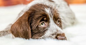 Wirehaired Pointing Griffon vs German Wirehaired Pointer: 5 Differences