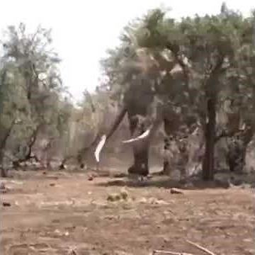 Big Elephant | Biggar Elephant | Biggest Tusker | Big Wild Elephant / Biggest Elephant in the world