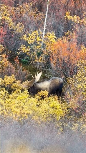Alaskan Bull Moose Hunting at 520 Yards #moosehunting #deer #hunting