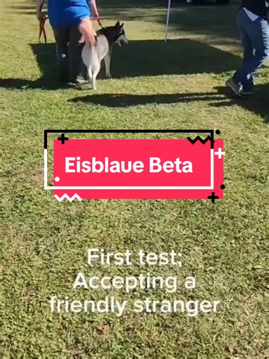 Part 1 of the CGC test from Nov 2024! (pls ignore how terrible we did lol) - #cgc #cgctest #caninegoodcitizen #sportdog #sportdogsofga