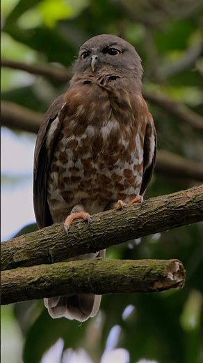 The Mysterious Calls of Brown Hawk Owls and Boobooks
