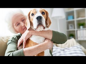 How To Make Your Dog An Emotional Support Dog