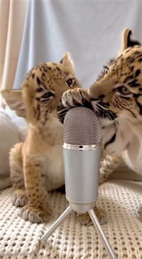 Listen to These Baby Ligers! (Intense Purring ASMR) ❤️ #shorts