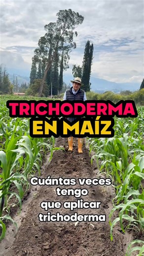 Cuándo Aplicamos Trichoderma En Maíz? 🌽🌱 Al momento de la siembra o en los primeros días de emergencia. Así coloniza la raíz desde el inicio, protege contra hongos del suelo y mejora el desarrollo radicular y la absorción de nutrientes. #IngeNan #agricultura #maiz #trichoderma #suelo #agronomia #agroverdeec #organico #tips #cultivo | Grupo Agroverde