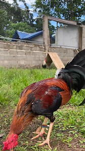 Grey nato! #fblifestyle | Ian Hesim