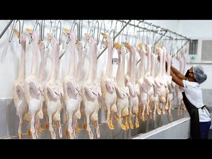 Choosing the Best Farm Livestock Animals to Raise!! QUAILS and Ducks, Which is More Profitable?