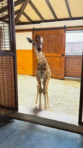 Our sweet baby giraffe is officially home! Come visit him at the ranch and you can even live with him when you stay in the giraffe villa! | Blue Hills Ranch