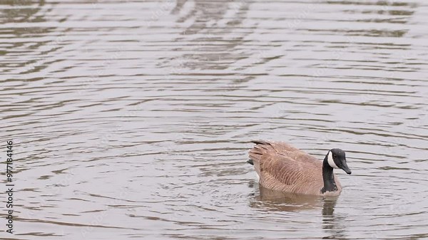 Canadian Goose feeding in a lake in Rocky Mountain National Park while snow falls.