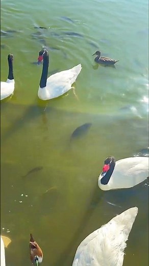 The Rarest Swan Species on Earth #rarebeauty #birds #discovery