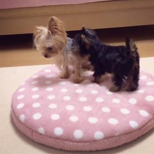 4.6K views · 51 reactions | 2 sweet little yorkies!    **Share & Tag a YORKIE LOVER! ** Credit: @yorkie7788 | The Yorkie Alley | Facebook