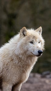 ÉPISODE 1 | Comment les animaux vivent et survivent pendant l’hiver ? ❄️ La réponse en vidéo, avec Solenn ! | Parc Animalier de Sainte-Croix