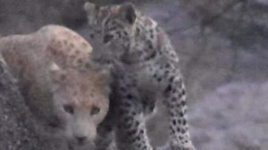 Rare 'pink leopard' spotted in Rajasthan's Ranakpur hills, first sighting in India