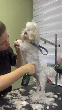 Maltese Grooming ✂️ Haircut for Back, Tummy & Paws | Full Transformation