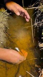 Detik-detik tangkap ikan besar pakai tangan kosong 😱 #reels #trending #viral #explore #india #reel #reelsvideo #whale #reelsvideo #viral #natural #forest #OMG #Amazing #Wow #bolang #sibolang #petualang #jejakpetualang #survivval #survive #fish #haruan #amanrayachannel #ikan #toman #tomanmonster #bigfish #fishing #mancing #gabus #haruan #ปลา #ปลาตัวใหญ่ #natur #explore #jungle #wild | Aman Raya Channel