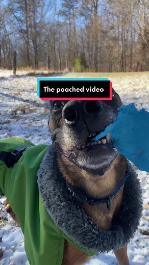 Not cold! This video is actually TWO of my previous posts spliced together and has been posted (and gone viral) on multiple pages where it was used without permission or credit. So I figured I should post it too! #FastTwitchContest #godzilla #zilla #malinois #belgianmalinois #malinoisoftiktok #maligator #malinoisworld #malinoisbelgian #funnydog #chatter