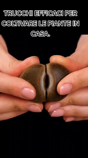 Effective Methods for Propagating Cacti at Home