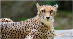 The Richest Ancient Egyptians Tamed Cheetahs to Join Hunting Parties