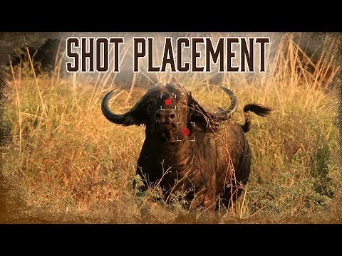 Best Shot Placement on African Buffalo | 6