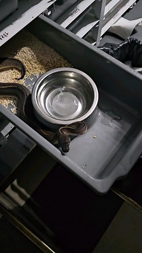Black pastel mahogany feeding 🖤🖤🖤 #royalpythons #ballpythonlove #beardeddragon #reptilebreeder #snek #morph #leopardgecko #petsnake #herpetology #animal #morphs #cornsnake #snakelove #reptilelove #livingart #ballpythonofinstagram #snakelovers #reptilesofinsta #serpent #ballpythonsnake #nature #ballpythonlover #babyballpython #snakesofinsta #crestedgecko #ballpythonmorphsofinstagram | Xclusive ball pythons