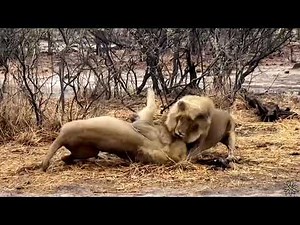 Intense fight between two male lions over a lioness!