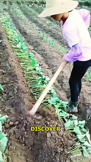13K views · 13 reactions | Embrace Sustainable Farming Techniques. #Farming #Sustainability #GardeningTips #OrganicFarming #NatureLovers | Doraya Jennings | Facebook