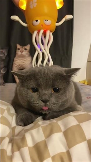 My cat completely lost its mind over this toy 😂 Honestly… even I can't stop watching it 🐙