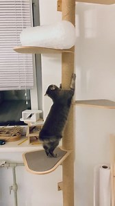 Cat Tree for Large Cat, Cat Tree for Big Cat, Floor to Ceiling Cat Tree, Cat Tower, Cat Tree Tower, Cat Tree, Tall Cat Tree, Wall Cat Tree - Etsy