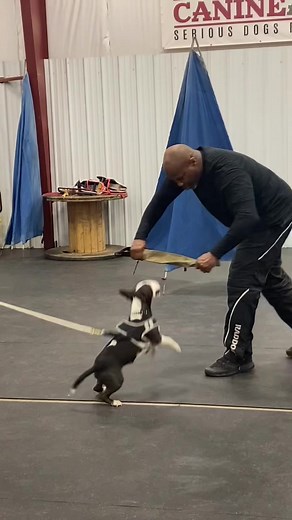 They let us have a turn today 😂😈 #minibullterrier #miniaturebullterrier #dogsoftiktok #dogs #bullterrier #bullterrorist #protection