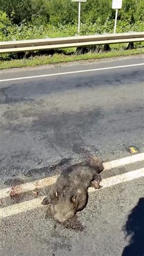 Driving to work this morning and passing one of those absolute hotspot sections not far from home. A run of bridges where, sadly, I consistently find wombats getting hit and killed. It’s a really dangerous stretch for both wombats and people. A lot of the time the big wombats get struck right on the bridge itself, which makes it incredibly risky for anyone having to deal with it. I always like to stop if I see one, not just out of concern for the wombat and to check on them, but also to try and