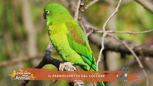 Il parrocchetto dal collare