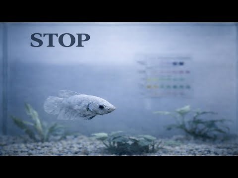 Water Tests are Lying to You: Why Your Fish are Still Dying (Even with Perfect Water)