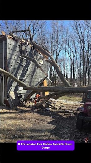 How can I tell if a tree needs to be removed in Baltimore, MD?