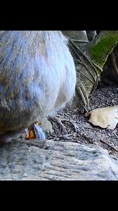 73K views · 766 reactions | Giving birth monkey!#monkey | Monkey Time | Facebook