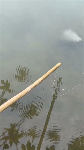 Fishing with Bare Hands & Rod | Ultimate Village Fishing Experience 🎣