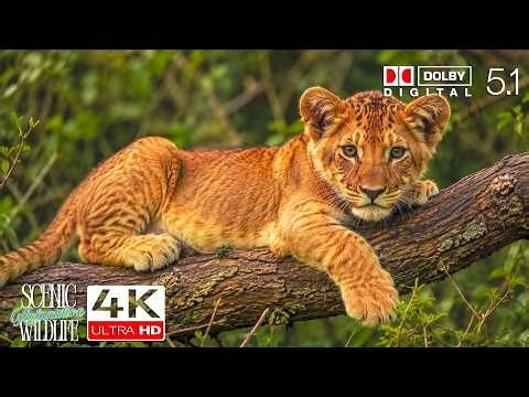 Baby Animals 4K - Scenic Wildlife Film with Relax Music | Demo HDR 4K Ultra HD Dolby Vision™ 60fps