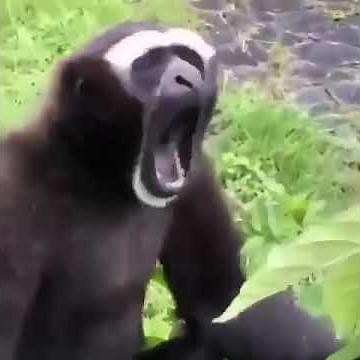 gibbon sounds ATIONAL GEOGRAPHIC