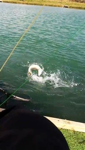 Invisible Take, Perfect Hook-Up – Brown Trout on Buzzers