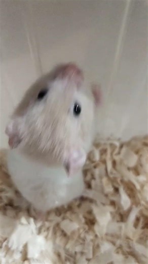 release me let me goooooo