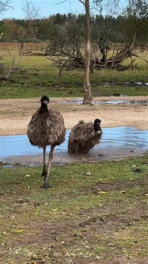 Caption this! | Safari Lake Geneva online reservations required