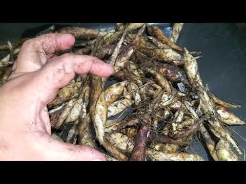 West Indian arrowroot! For sale, info & Harvested some