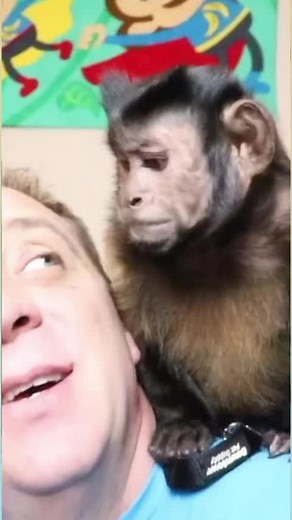 Monkey Sleepy Time! #monkey #snuggle #sweet #cute | MonkeyBoo