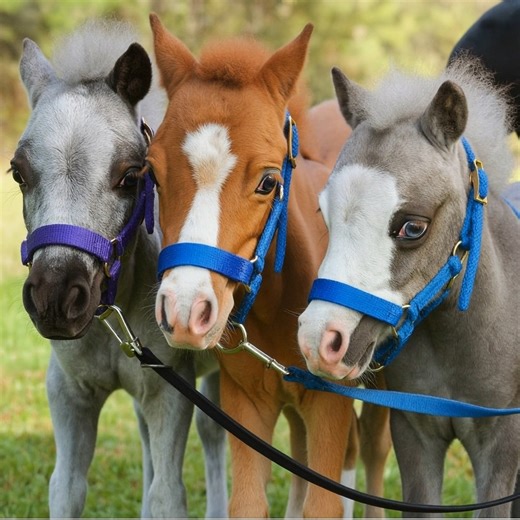 They brighten days, lift spirits, and bring comfort to everyone they meet — from hospitals to care homes and beyond. 🌈✨ These little miracles remind us that kindness comes in all sizes. 💕 #TherapyHorses #MiniHorses #GentleCarousel #JoyInEveryHoofbeat #fblifestyle | Stable Express