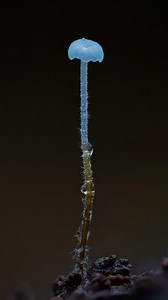 5.1K views · 960 reactions | Photographing mushrooms at @puzzlewoodfod Taken with OM System OM1 mk II OM System 90mm f3.5 macro OM System MC-20 2x teleconverter OM System 30mm f3.5 macro Natural light Focus stacked using Helicon Focus . . . #OMSystem #fungi #macrophotography #yourshotphotographer #natgeoyourshot #naturalworld #naturephotography #tinyworld #forestfloor #inthewoods #forestphotography #bbcearth #macro_freaks #macro_brilliance | redal.uk | Facebook