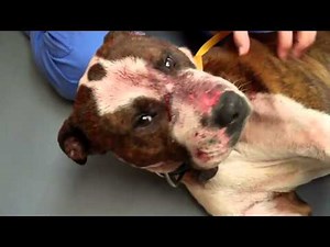 Pocono Pitbull PSA Awareness Clip