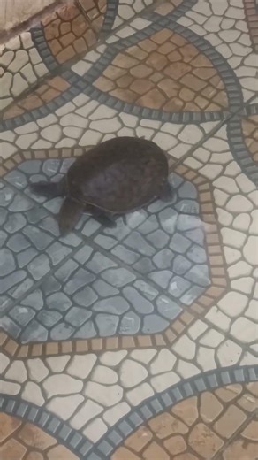 Apalone spinifera of India#Softshell Turtle.