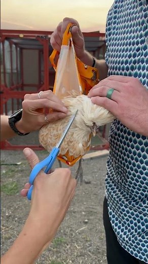 Polish Chicken Feather Trim Tutorial ✂️ Quick & Easy