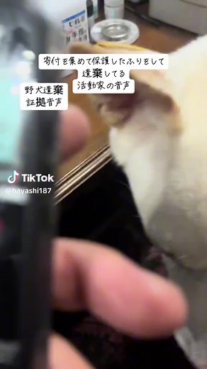 また時期が来た時にと 先延ばししてましたが その個人活動家の 野犬を捕獲して保護すると 言いながら 捕獲をして投稿 保護した振りをして どこかの団体に預けた様に 見せかけて 避妊去勢をして遺棄をすると言う 案件がありました この活動家は クラウドファンディングでも 支援を集め また和歌山の 捕獲保護の為に支援を 募り始めました 捕獲して避妊去勢をして リリースと言って 寄付を集めるなら何の問題も 無いかと思います が まずこの行為が 動物遺棄になる為犯罪になります これを支援者さん達が 犯罪の片棒を担いでる事 理解して寄付をしているならと 思いますが 支援者さん達は 捕獲🟰保護(幸せになれる) と思い支援していると思います ガーディアンは この雑賀崎で三頭の野犬を 捕獲保護しました 男の子一頭 女の子二頭 女の子の一頭は紐が首についていました 避妊手術をすると 女の子は二頭共 手術済みでした 獣医師2人立ち会いの元全て記録し 手術の間動画保存 診断書もあります 首についてる紐や首輪が 手術済みの目印になっているようで まだこの場所には沢山の 紐付きや首輪つきの野犬がいます 野犬が首輪