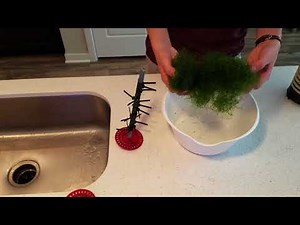 DIY Macro Algae Reactor Lots of Growth in One Week!