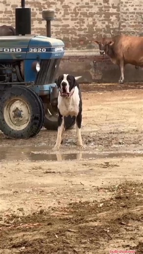 Understanding Bulli Kutta and Its Impact on Culture