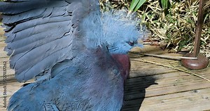Southern Crowned Pigeon - The Largest Pigeon In The World, Close Up Portrait - DCi 4K Resolution